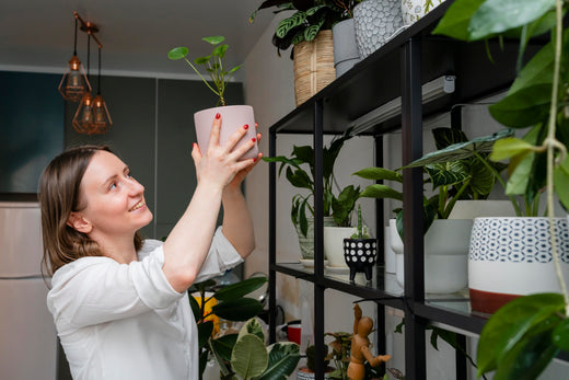 Plantes pour petite pièce