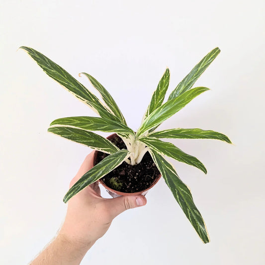 Aglaonema Bamboo