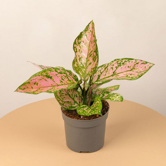 Aglaonema Hawkeye