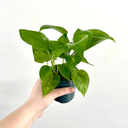 Plante verte facile - Goden Pothos