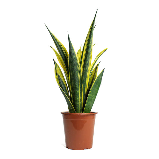 Sansevieria Golden Futura